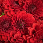 Букет из 7 красных георгин фото 2